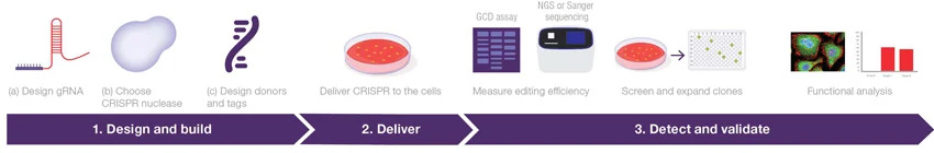 Genome editing
